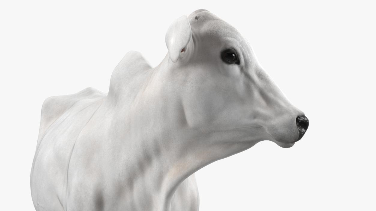 White Cow Female Looking 3D model