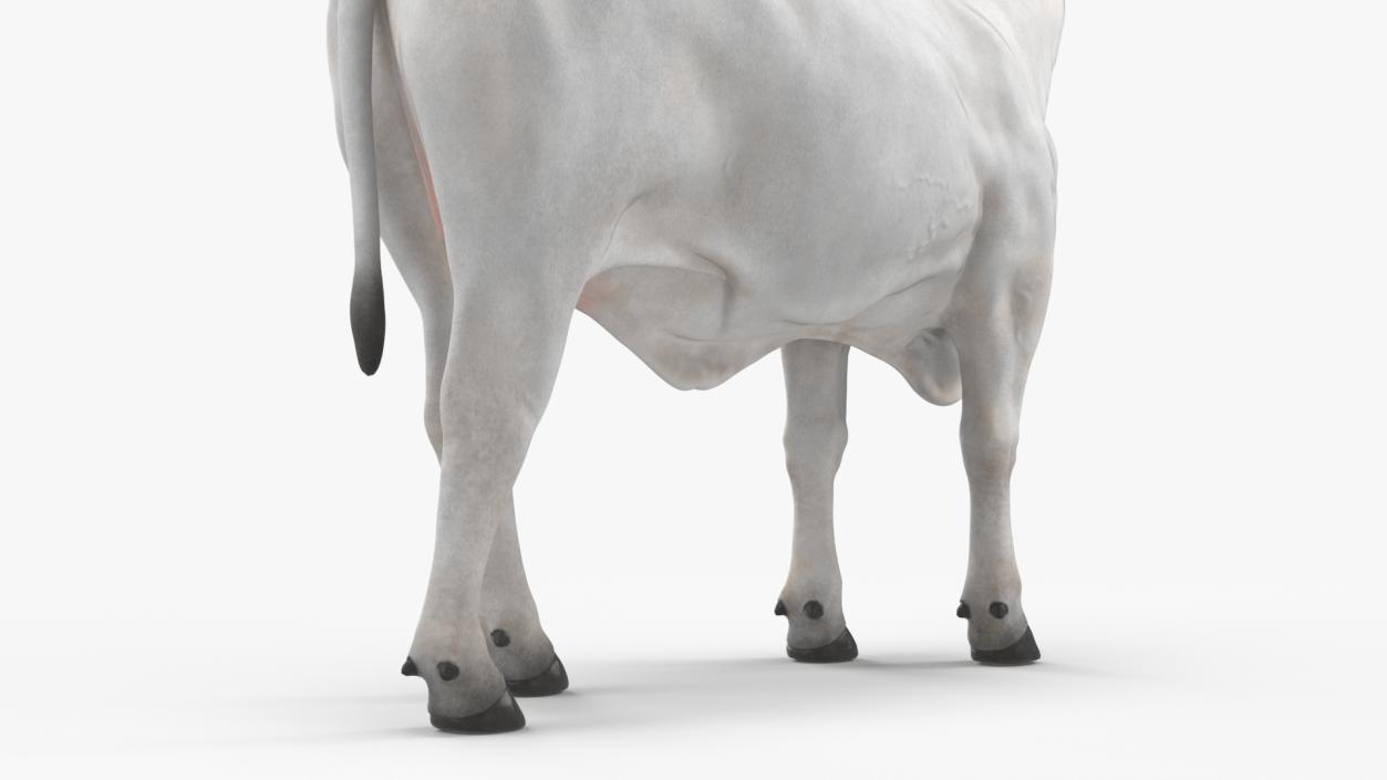 White Cow Female Looking 3D model