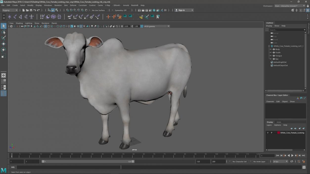 White Cow Female Looking 3D model