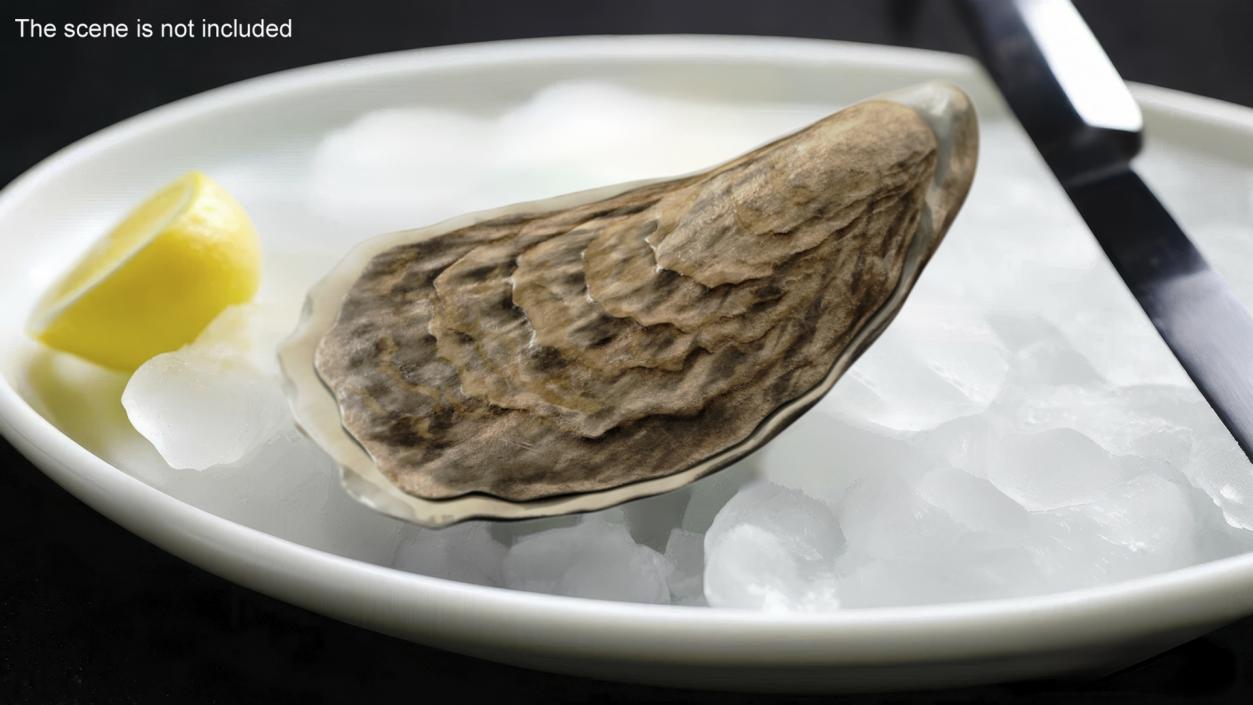 3D model Oyster