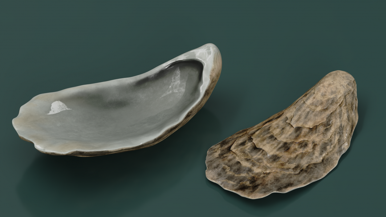 3D model Oyster