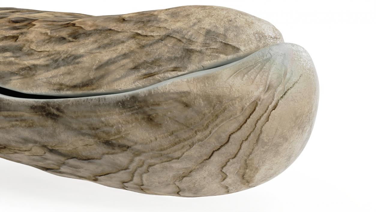 3D model Oyster