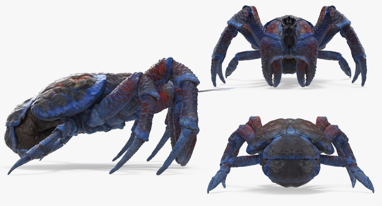 3D Crabs 3D Models Collection 3 model