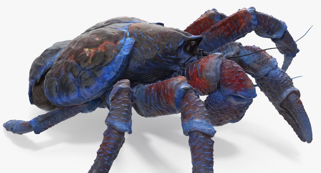 3D Crabs 3D Models Collection 3 model