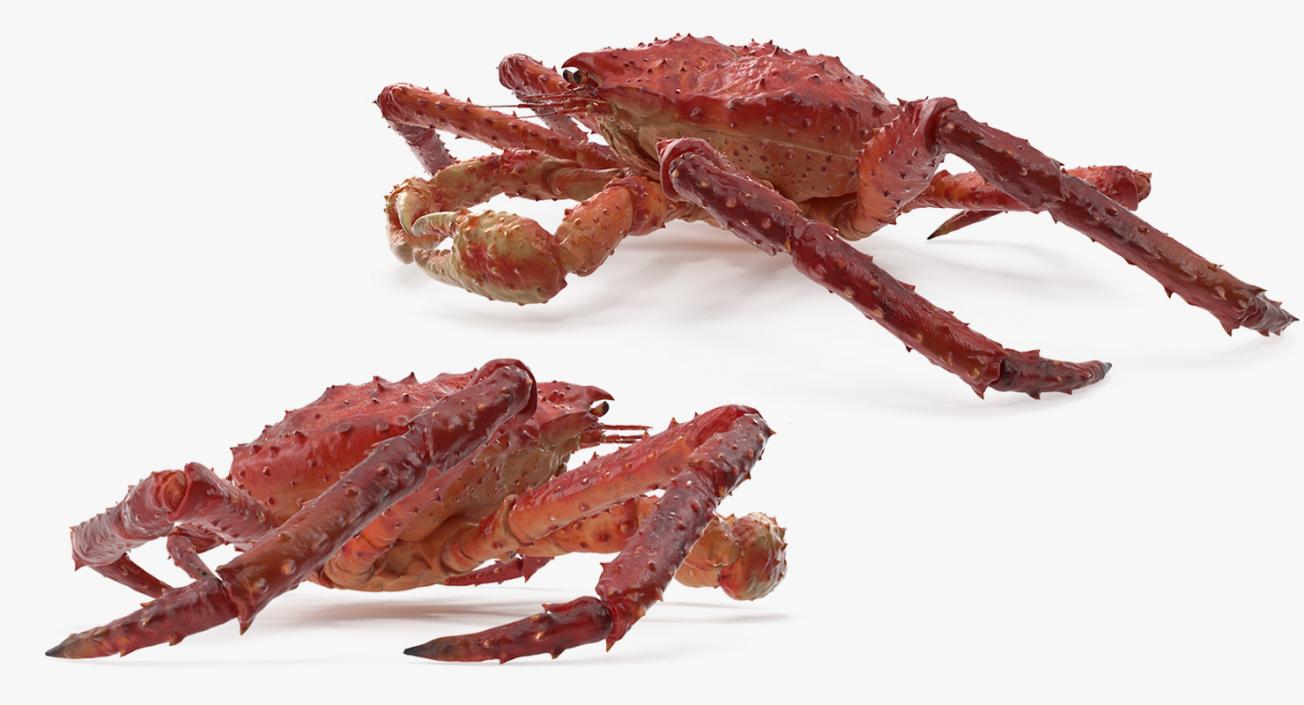 3D Crabs 3D Models Collection 3 model