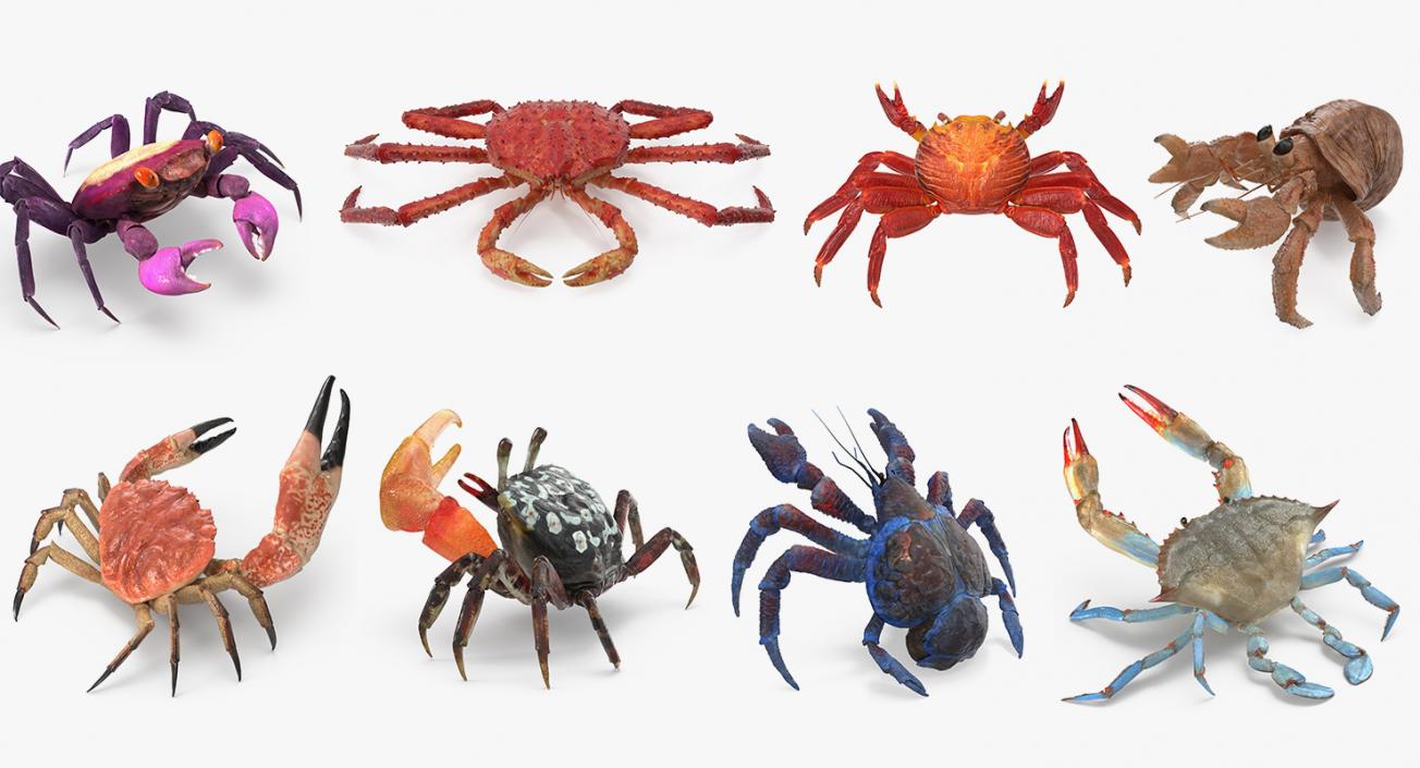 3D Crabs 3D Models Collection 3 model