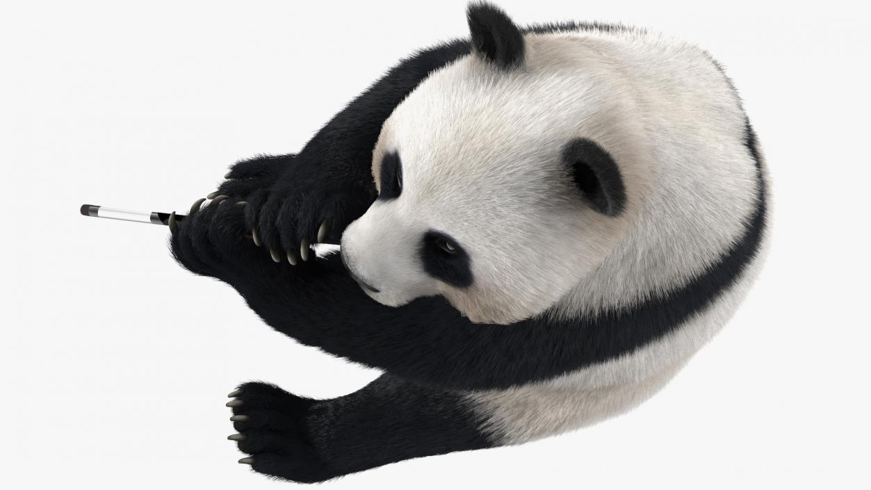 3D Giant Panda Sitting Pose Fur model