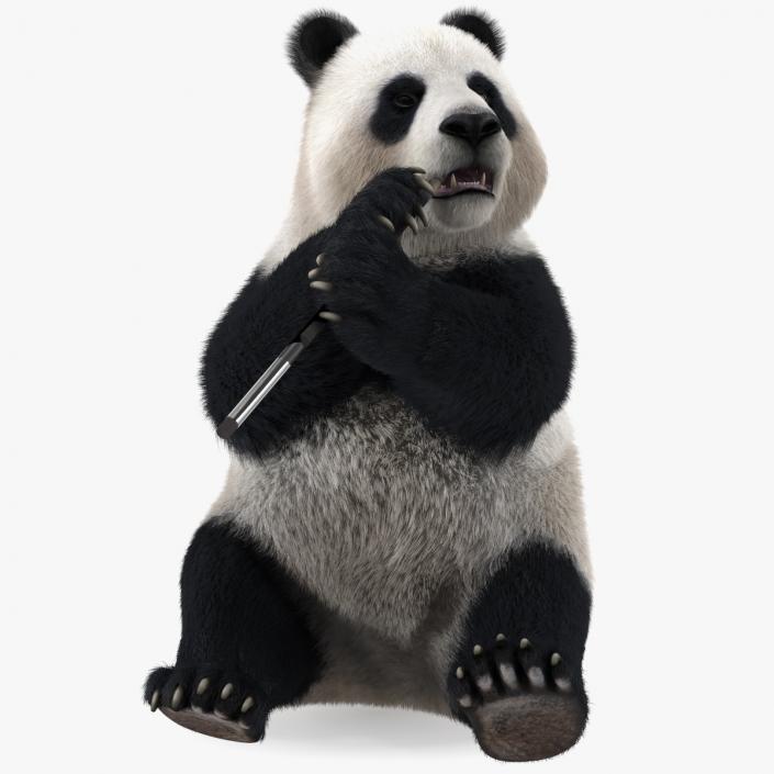 3D Giant Panda Sitting Pose Fur model