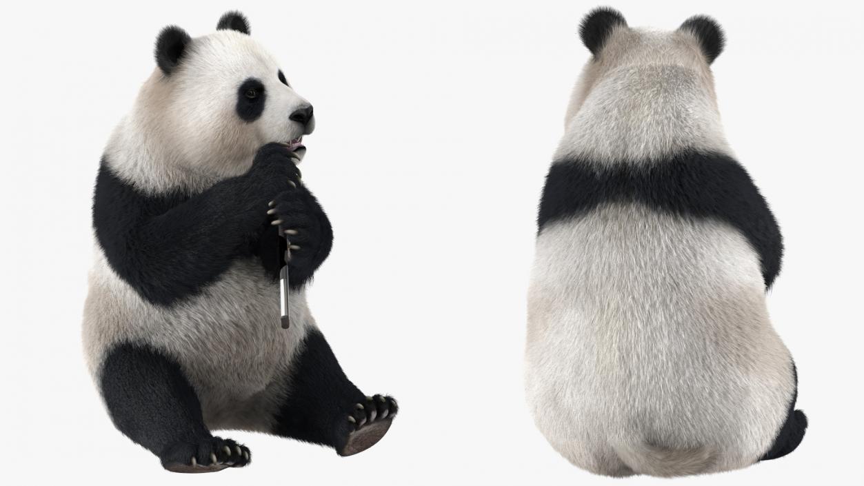 3D Giant Panda Sitting Pose Fur model