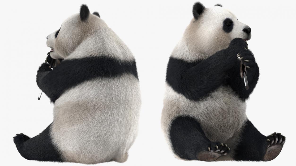 3D Giant Panda Sitting Pose Fur model