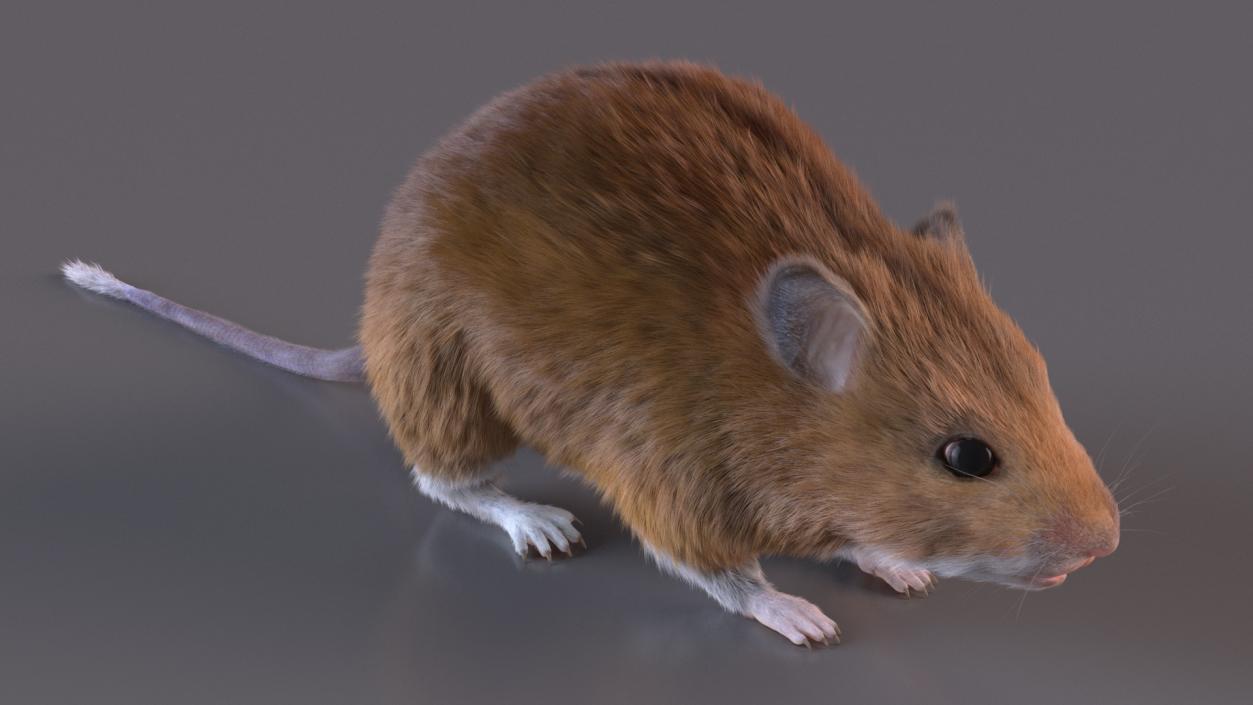 Kakadu Pebble-mound Mouse Base Pose Fur 3D model