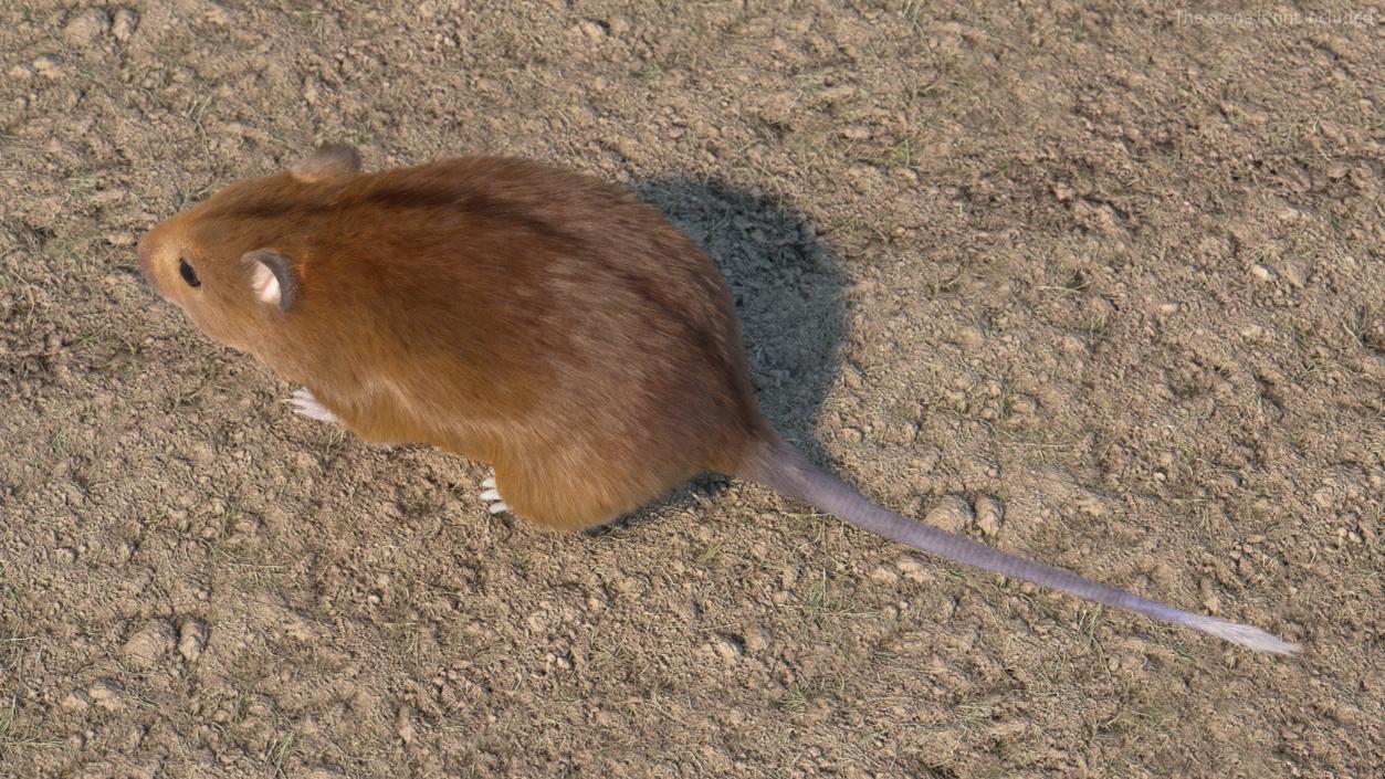 Kakadu Pebble-mound Mouse Base Pose Fur 3D model