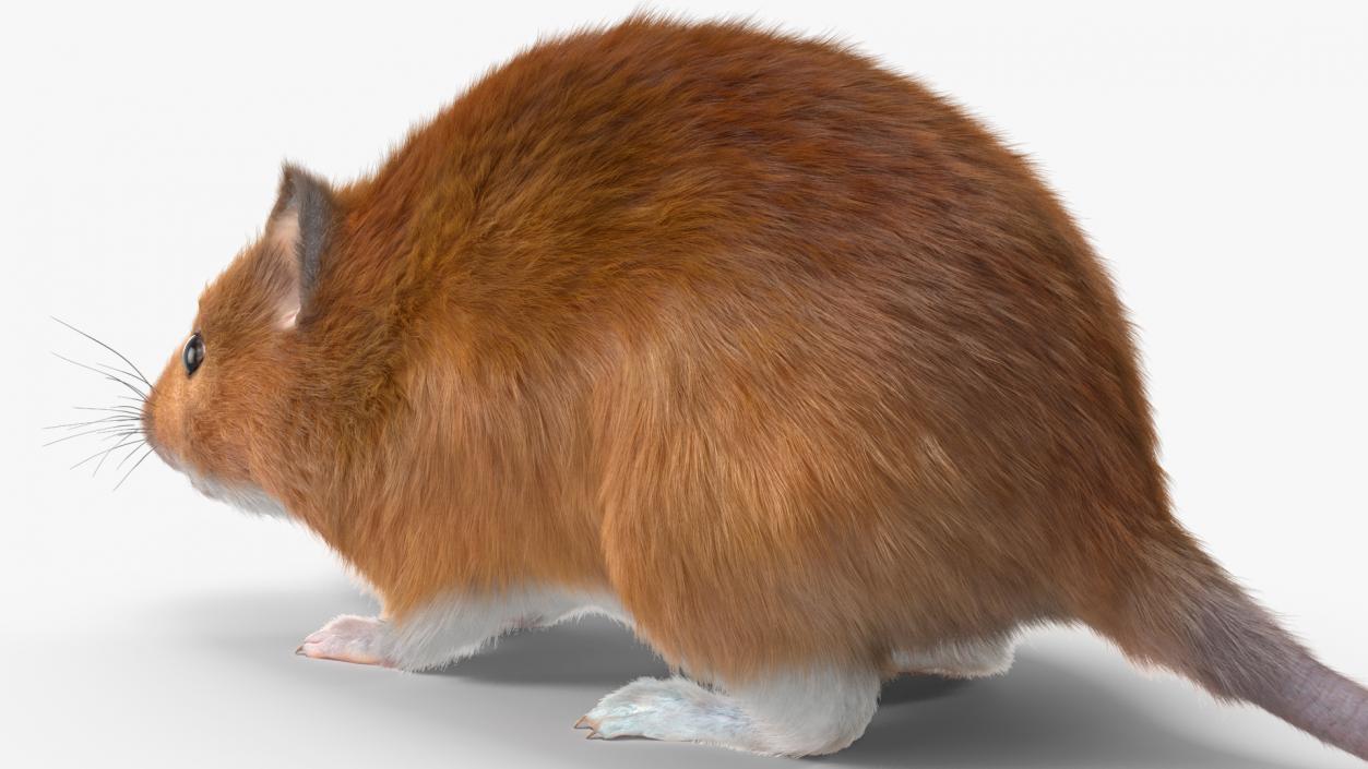 Kakadu Pebble-mound Mouse Base Pose Fur 3D model