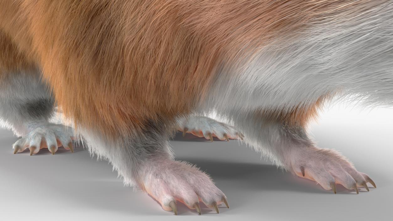 Kakadu Pebble-mound Mouse Base Pose Fur 3D model