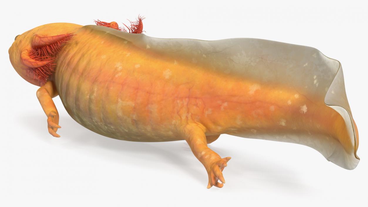 Axolotl Gold-Albino 3D model