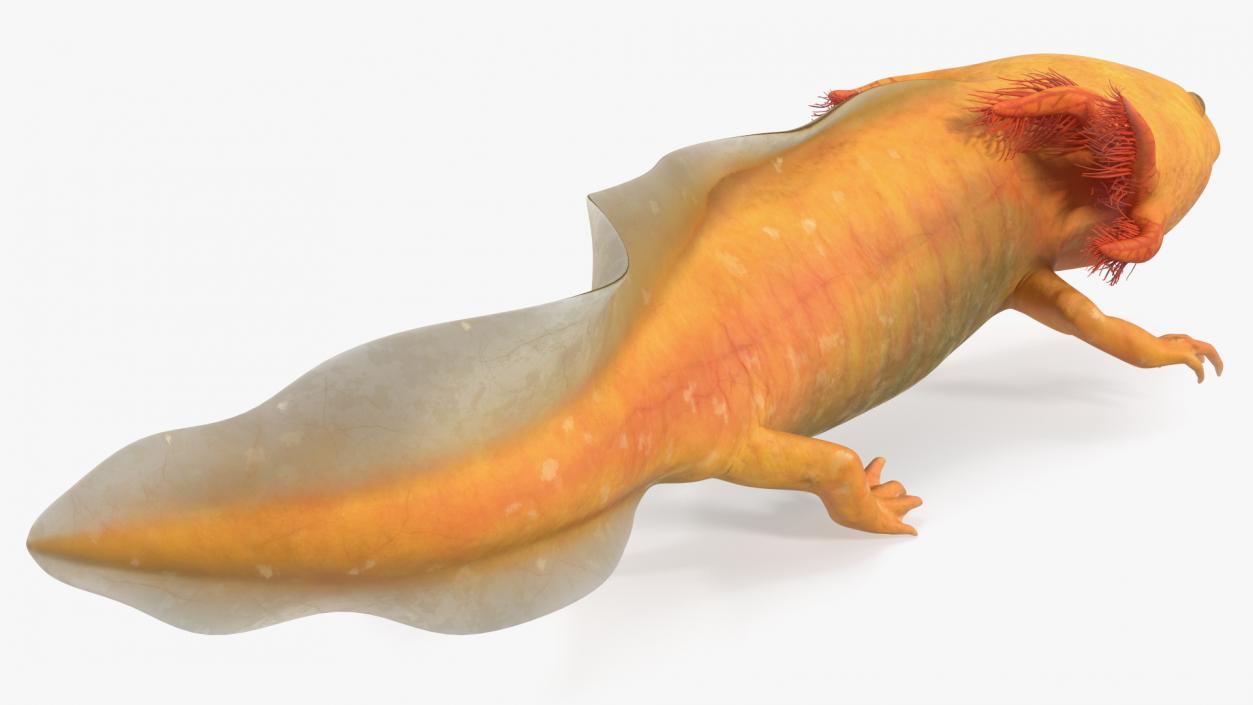 Axolotl Gold-Albino 3D model