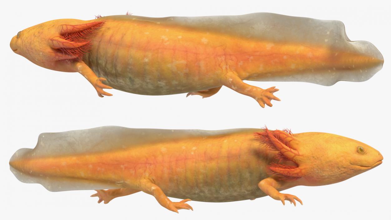 Axolotl Gold-Albino 3D model