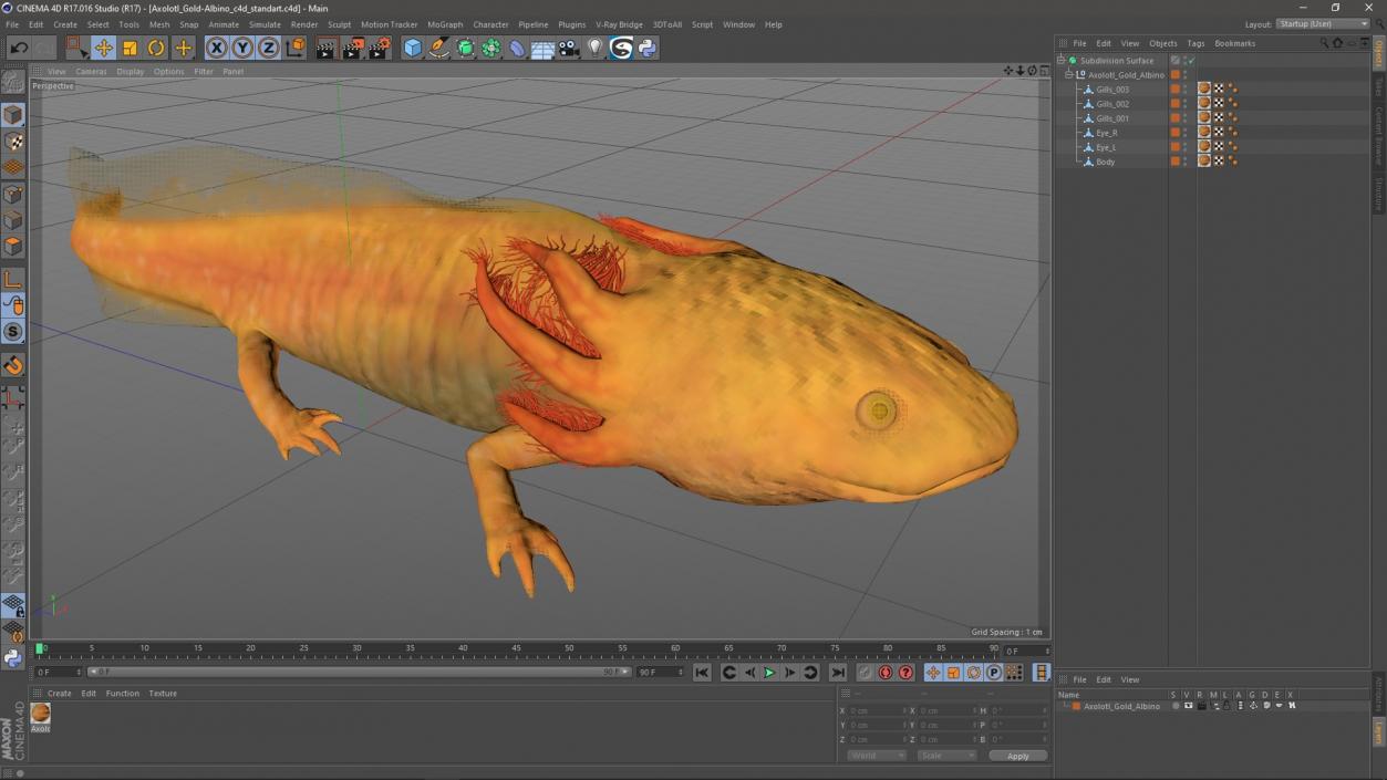 Axolotl Gold-Albino 3D model