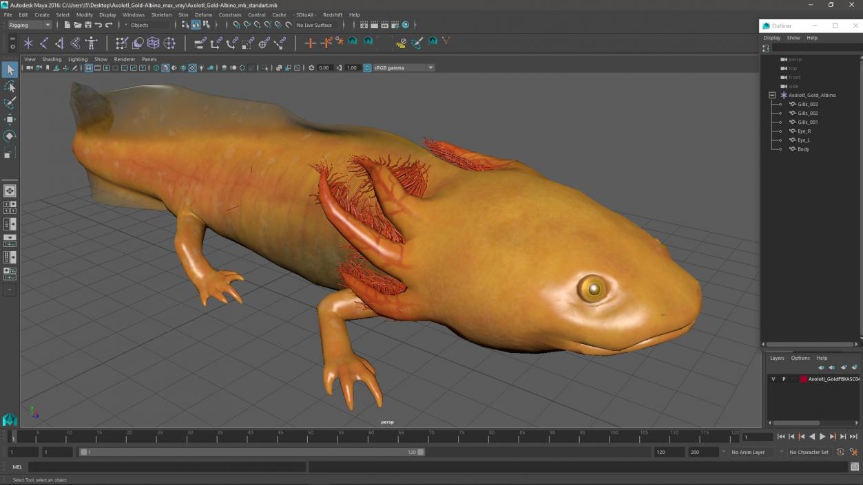 Axolotl Gold-Albino 3D model