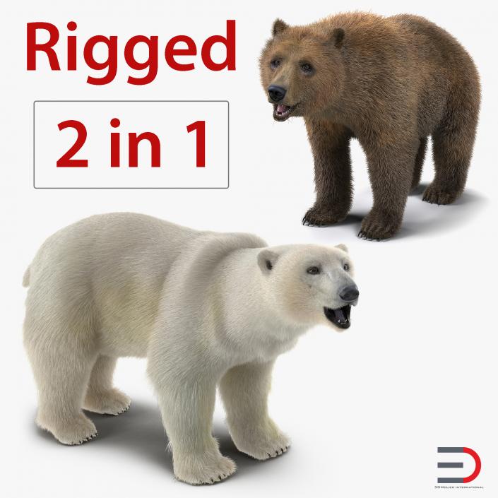 Brown and Polar Bears Rigged Collection 3D model