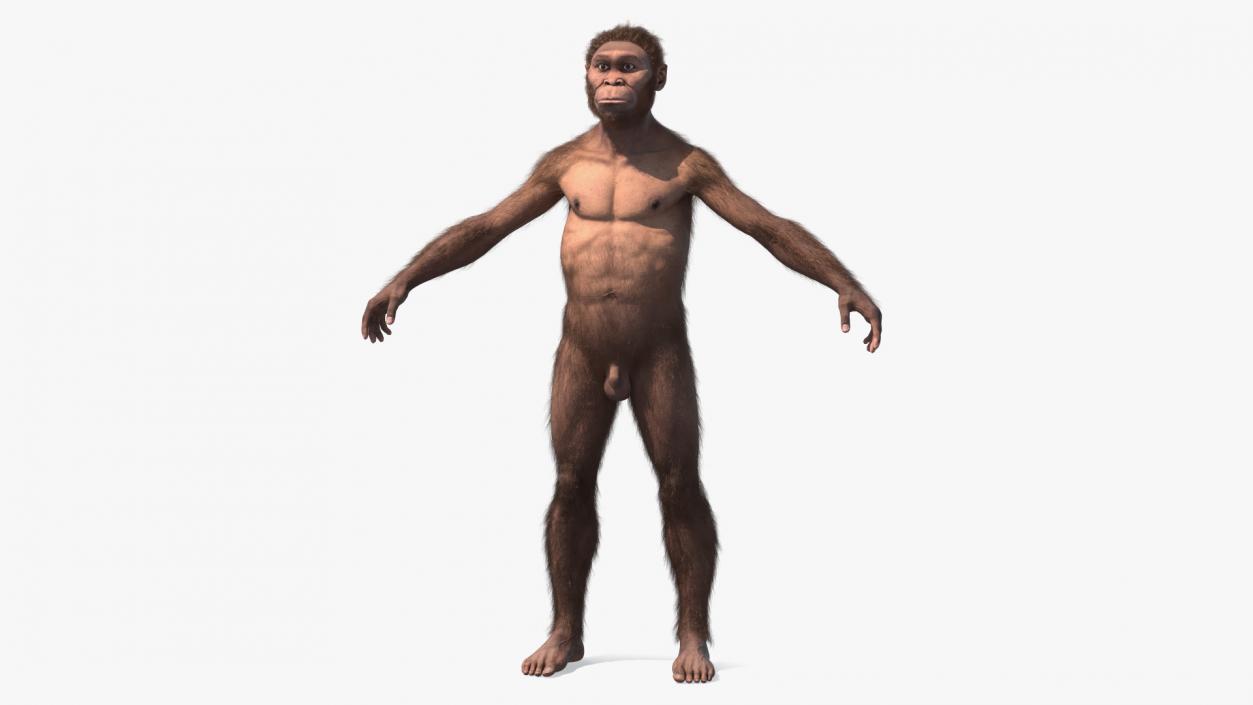 3D Homo Habilis Fur