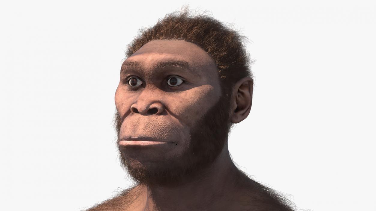 3D Homo Habilis Fur