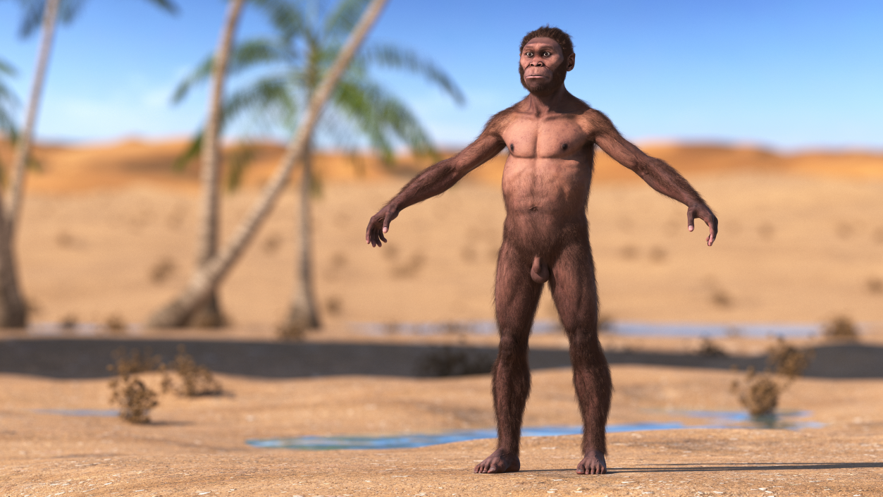 3D Homo Habilis Fur