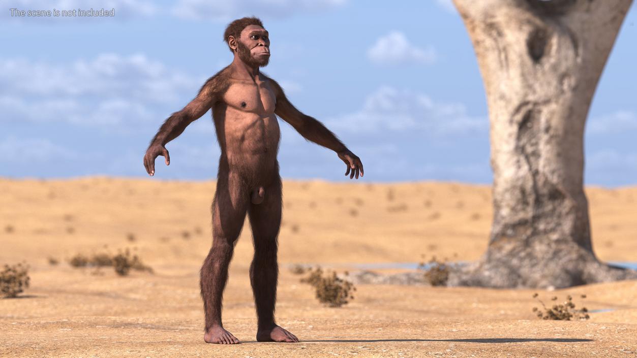 3D Homo Habilis Fur