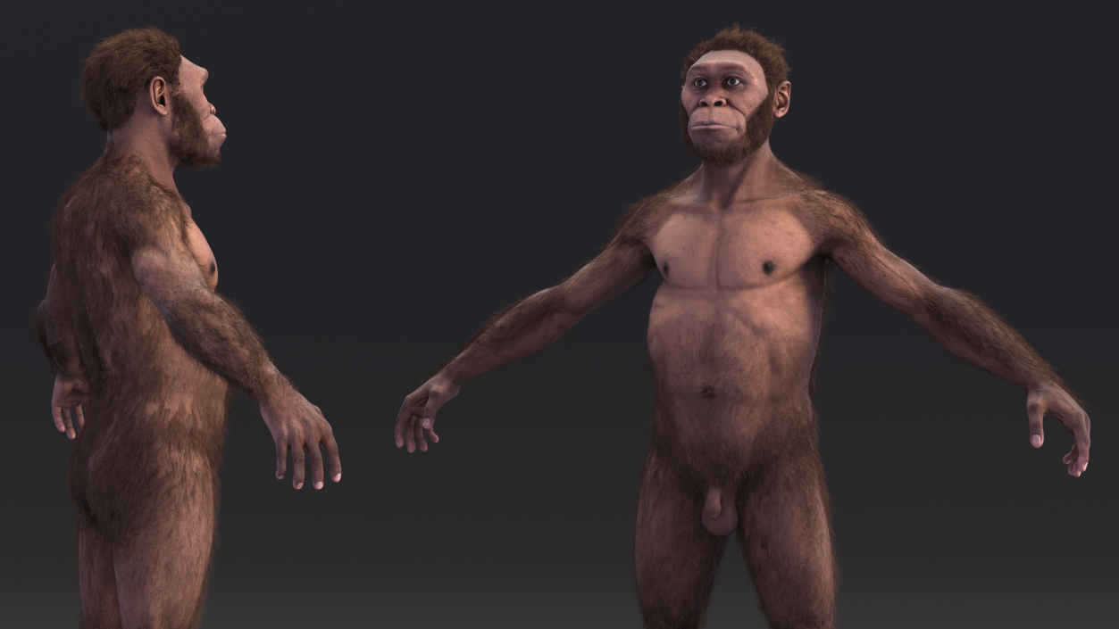 3D Homo Habilis Fur