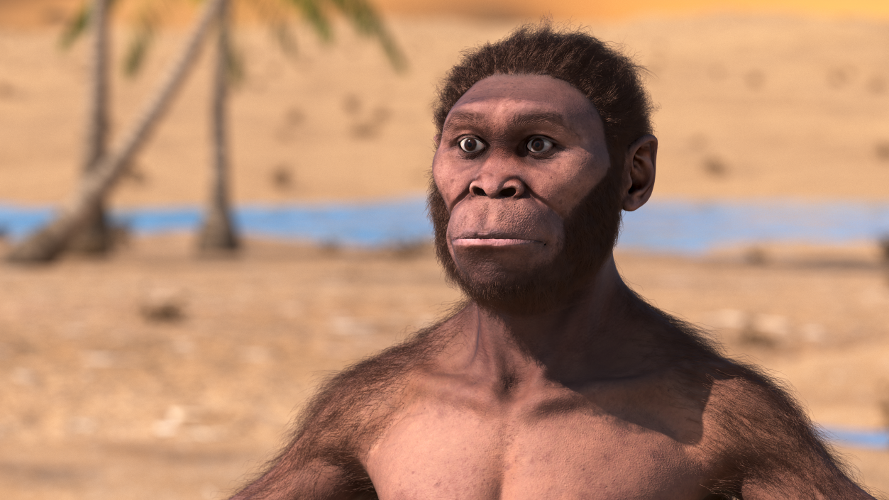 3D Homo Habilis Fur