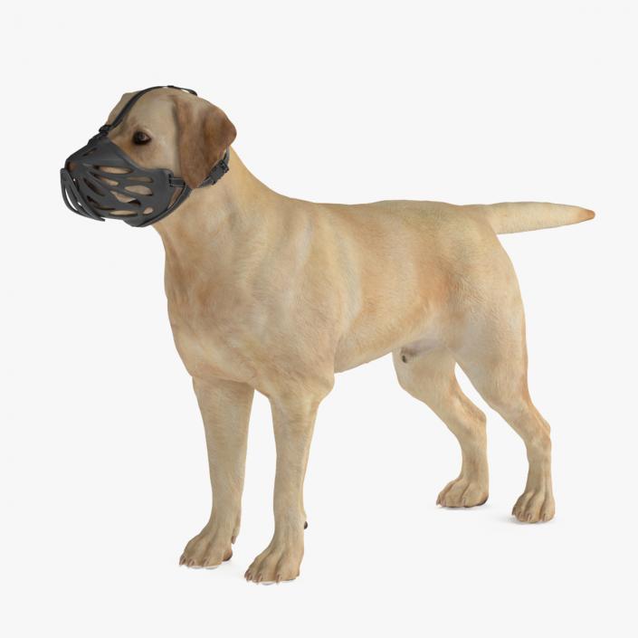 Labrador Dog White with Muzzle 2 3D