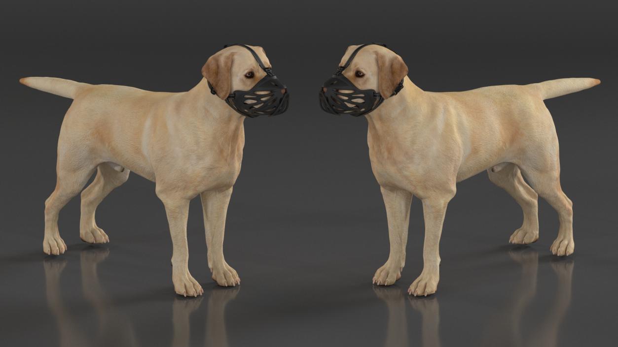 Labrador Dog White with Muzzle 2 3D