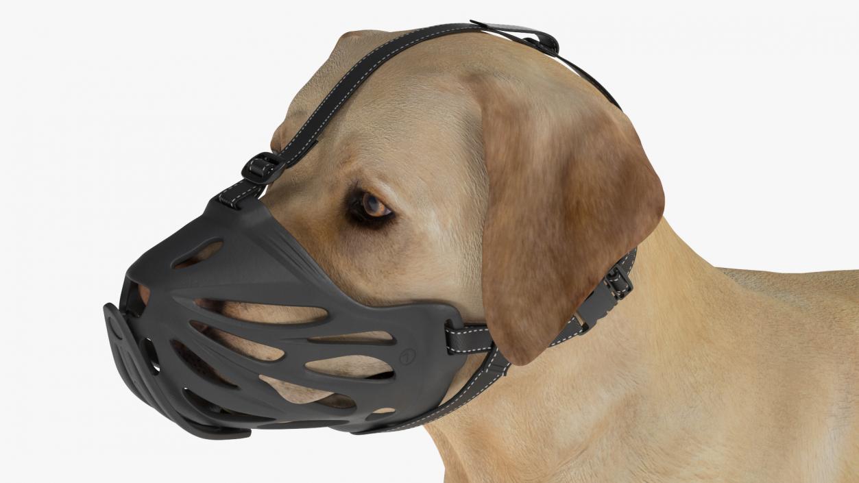 Labrador Dog White with Muzzle 2 3D