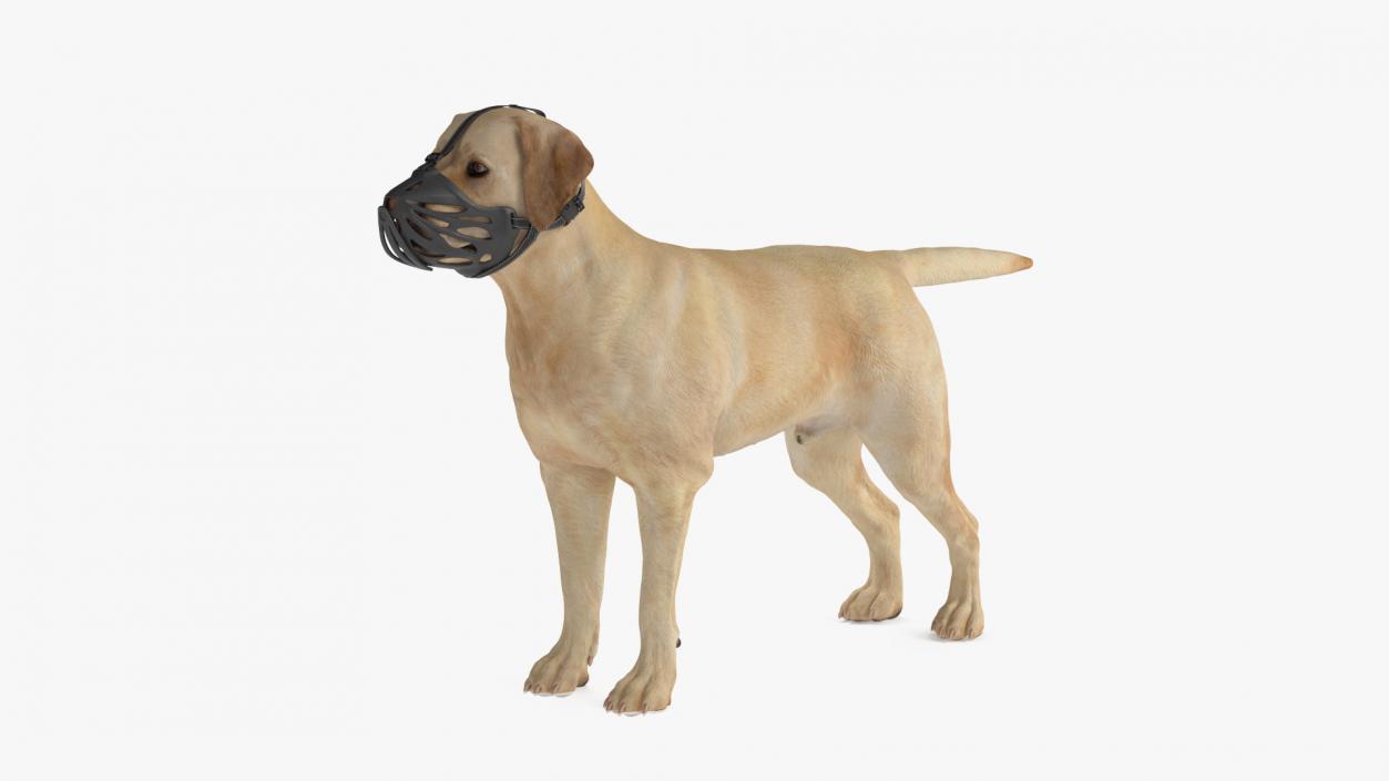 Labrador Dog White with Muzzle 2 3D