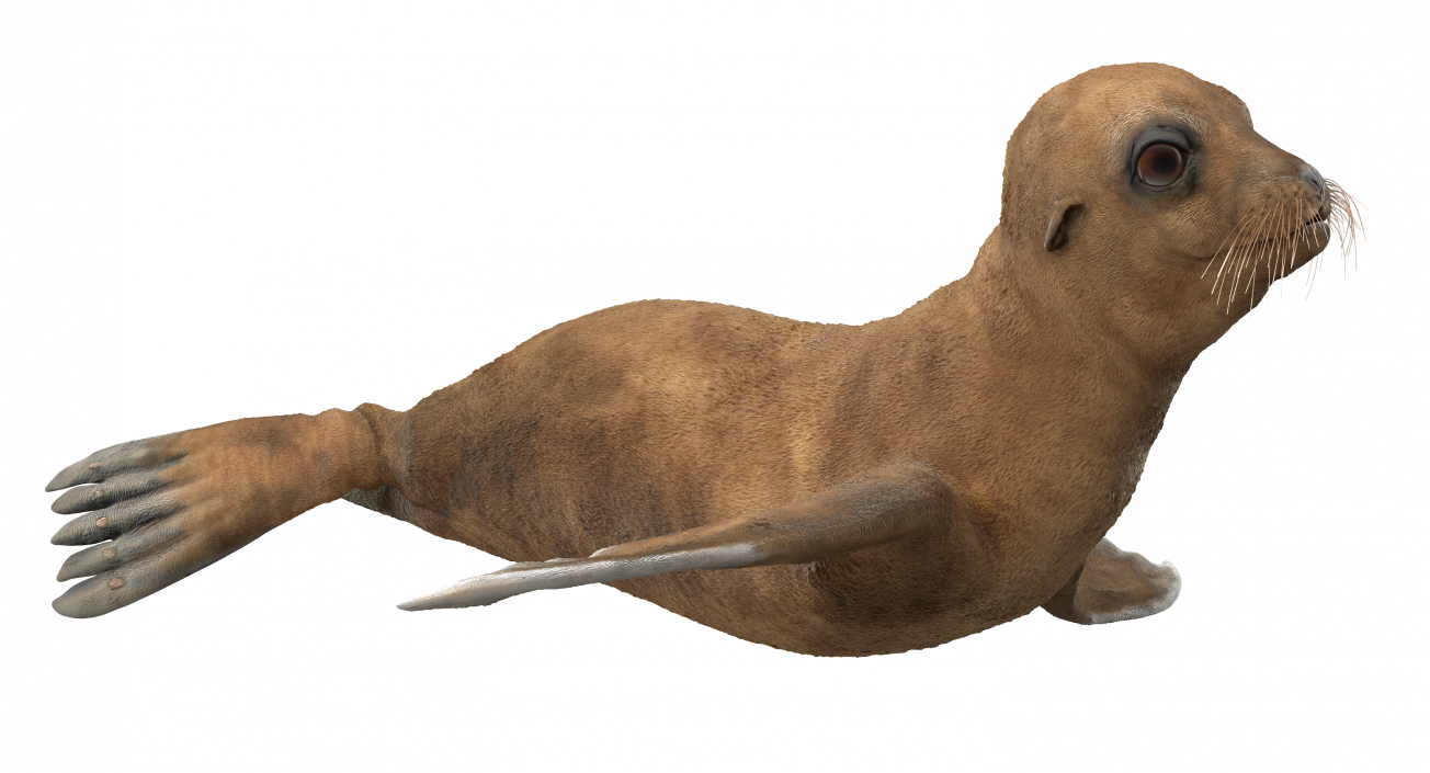 3D model Baby Sea Lion Rigged