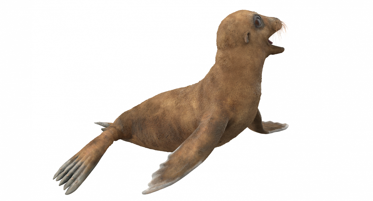 3D model Baby Sea Lion Rigged