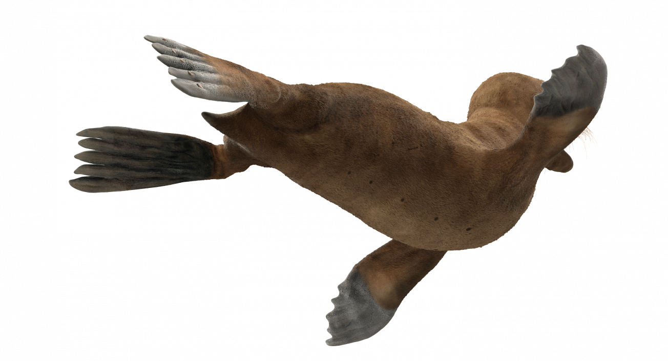 3D model Baby Sea Lion Rigged