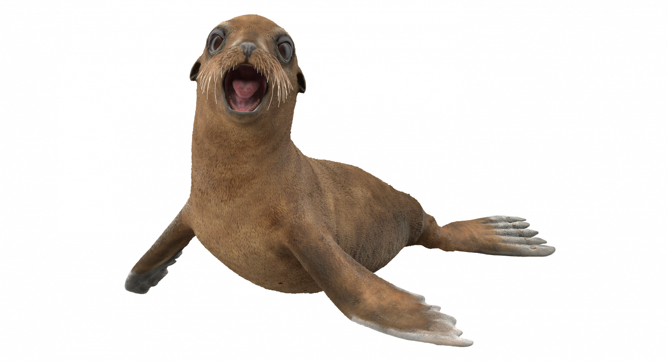 3D model Baby Sea Lion Rigged