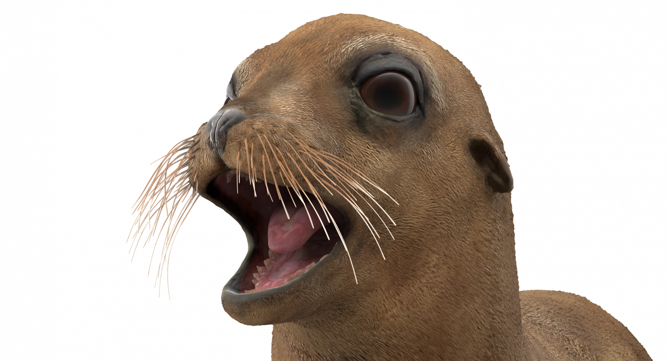 3D model Baby Sea Lion Rigged