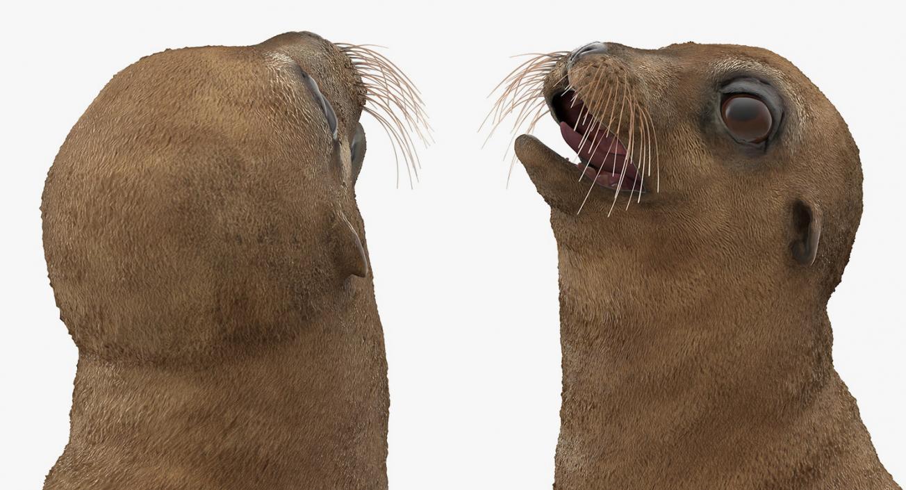 3D model Baby Sea Lion Rigged