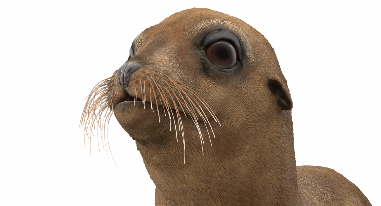 3D model Baby Sea Lion Rigged