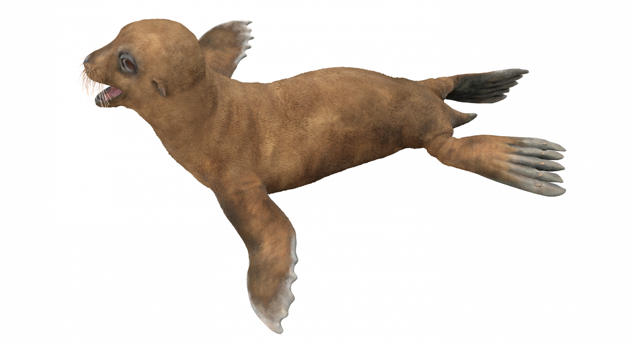 3D model Baby Sea Lion Rigged