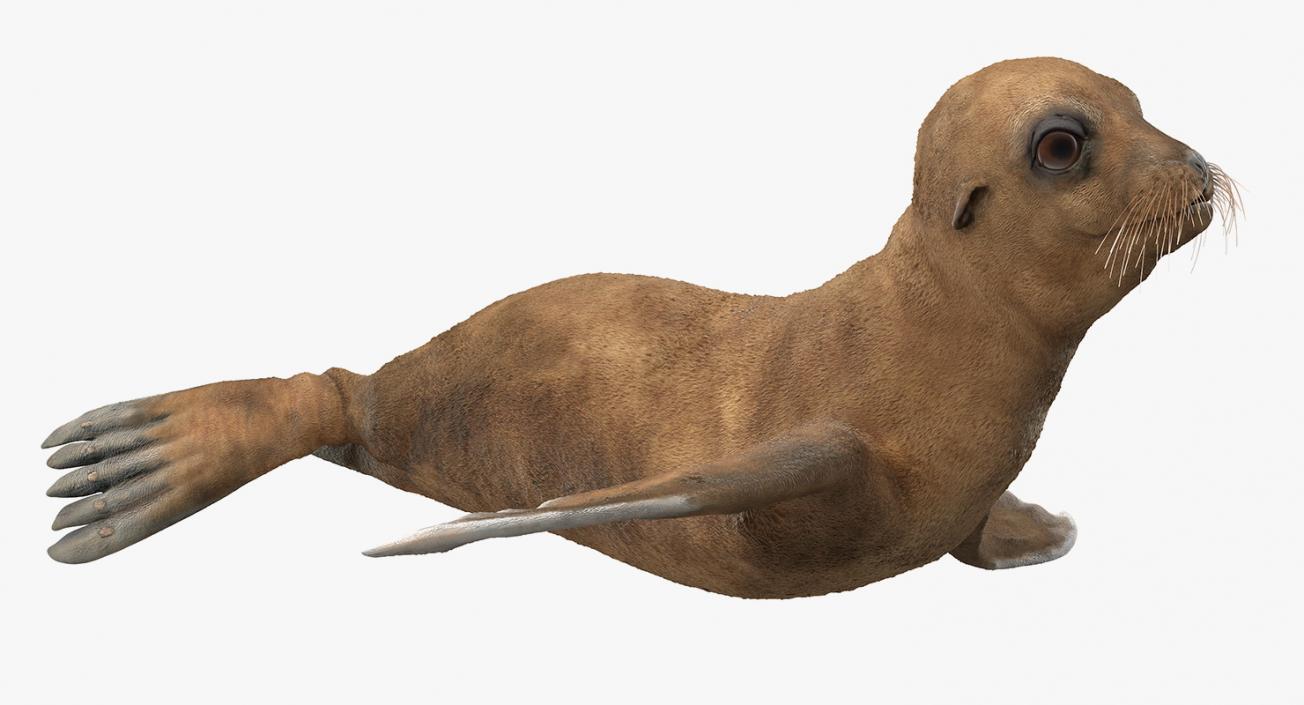 3D model Baby Sea Lion Rigged