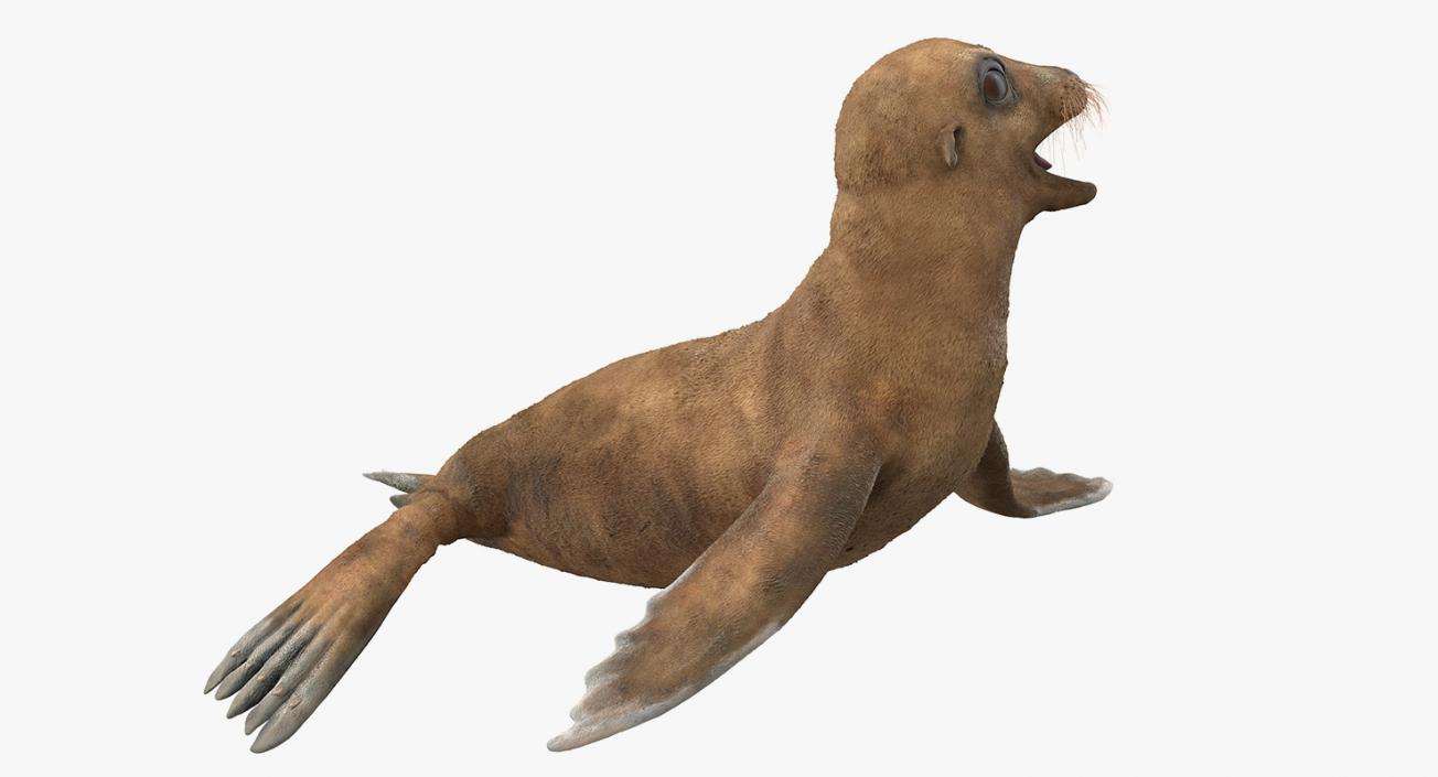 3D model Baby Sea Lion Rigged