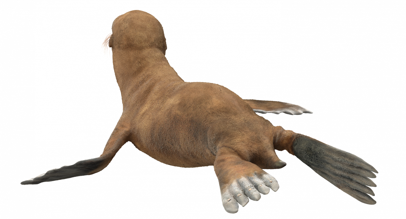 3D model Baby Sea Lion Rigged