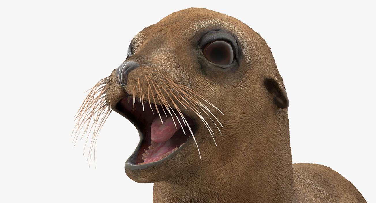 3D model Baby Sea Lion Rigged