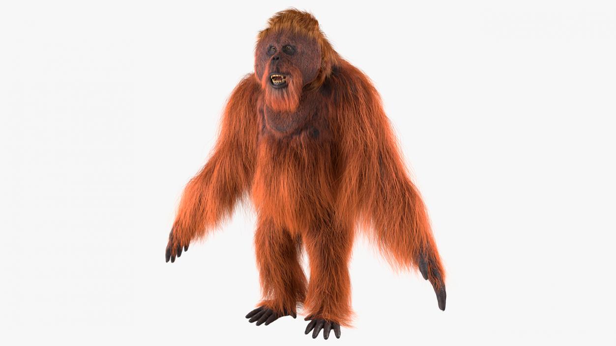 3D model Male Orangutan T-pose Fur