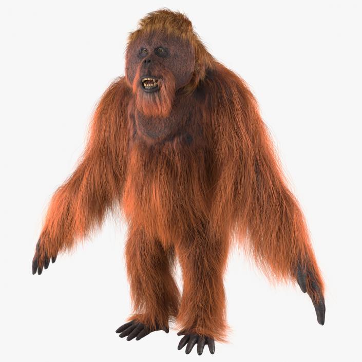 3D model Male Orangutan T-pose Fur