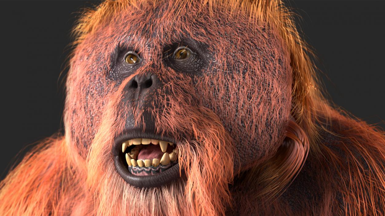 3D model Male Orangutan T-pose Fur