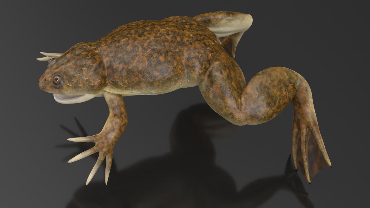 3D model African Claw-toe Frog Standard Pose